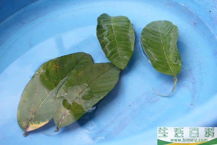怎么制作叶脉标本