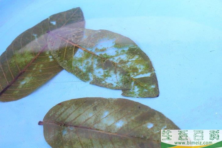 怎么制作叶脉标本