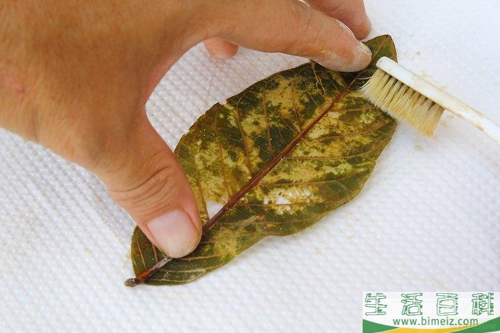 怎么制作叶脉标本