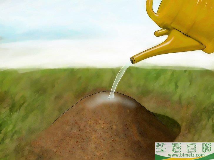 怎么消灭火蚁