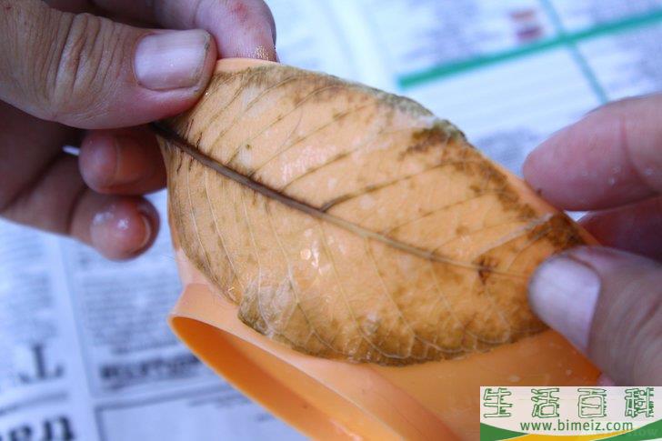 怎么制作叶脉标本