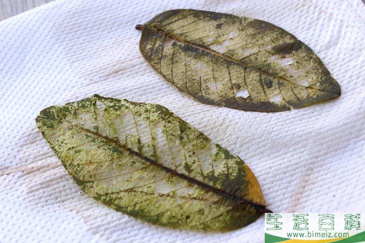 怎么制作叶脉标本