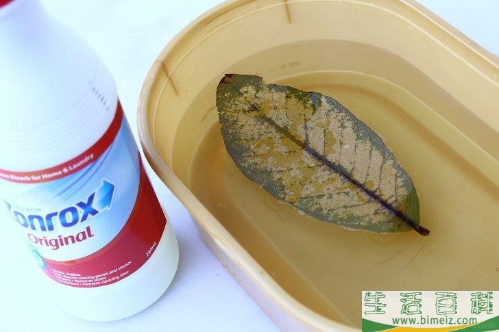 怎么制作叶脉标本