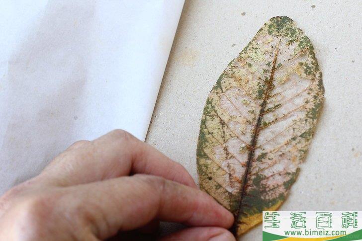 怎么制作叶脉标本