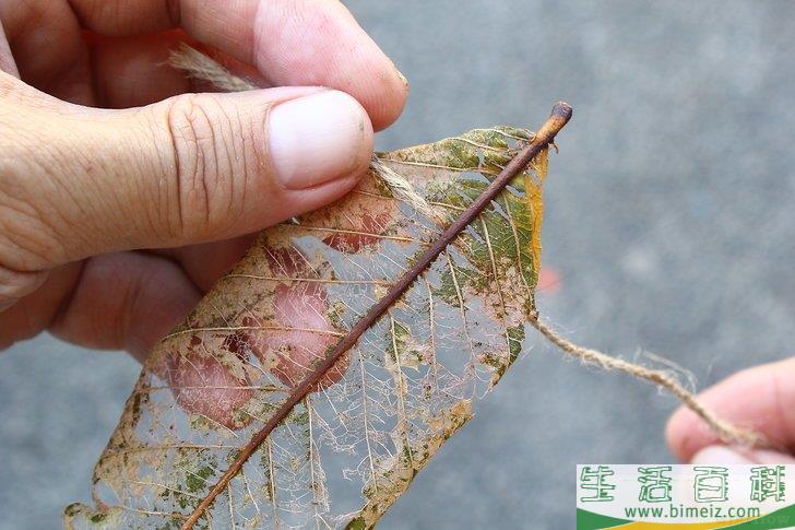 怎么制作叶脉标本