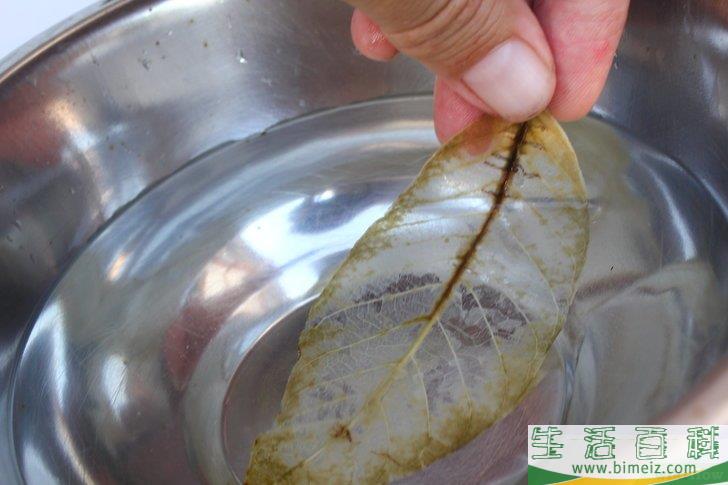 怎么制作叶脉标本