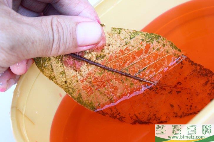 怎么制作叶脉标本