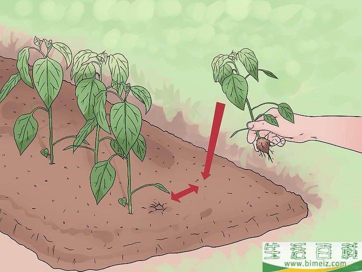 怎么照料植物