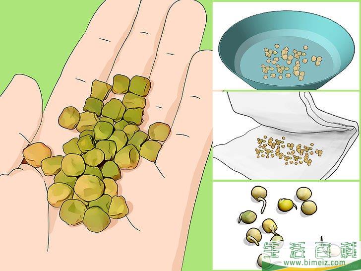 怎么种植豆类和豌豆