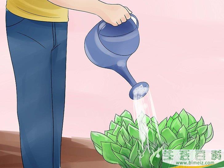 怎么照料玉簪花