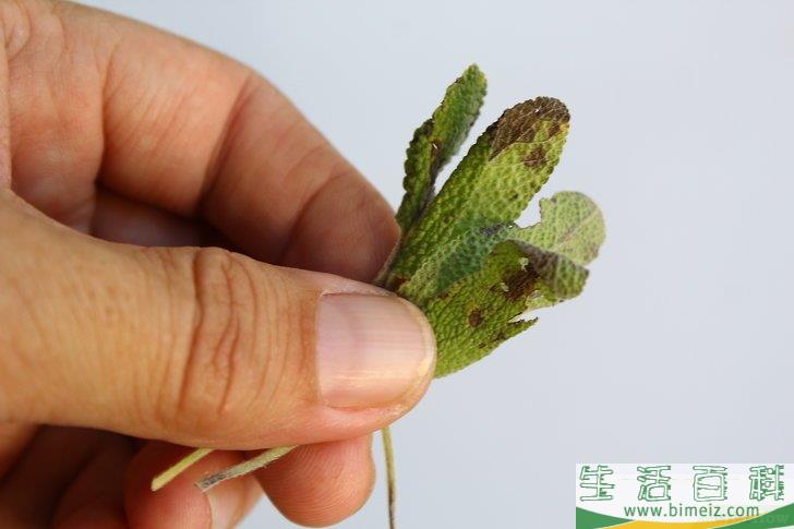怎么得到干燥的鼠尾草