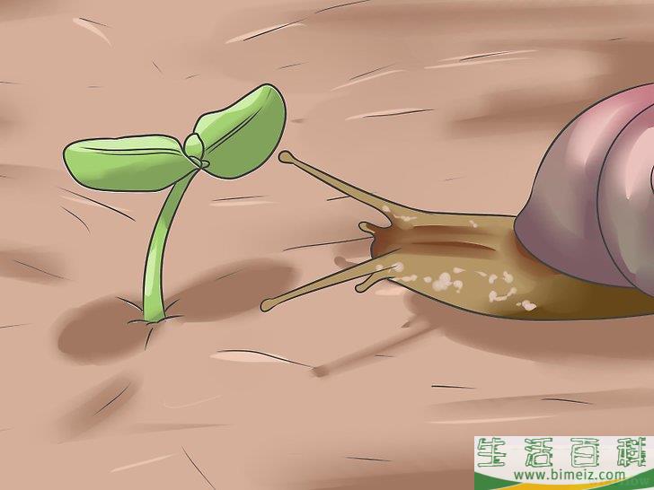 怎么种植向日葵种子
