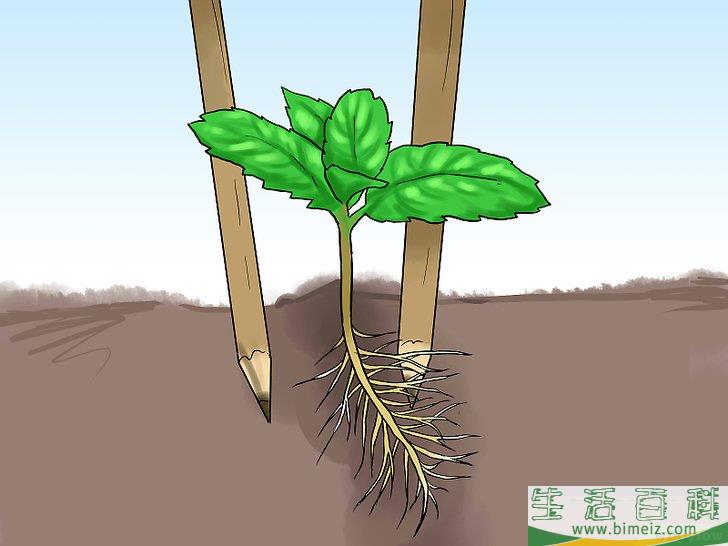 怎么在花盆里种植薄荷