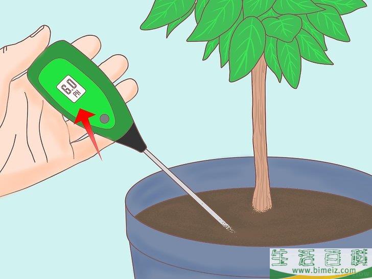 怎么从种子开始种植柠檬