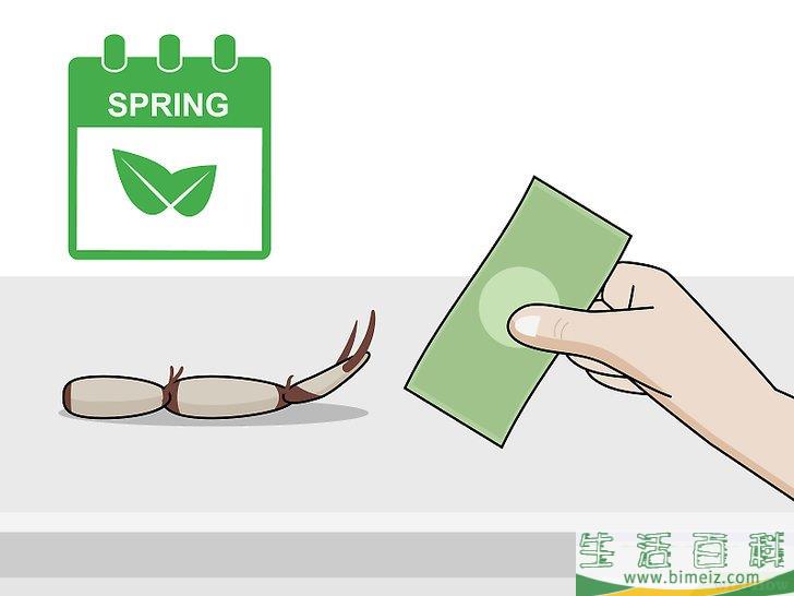 怎么种植莲花