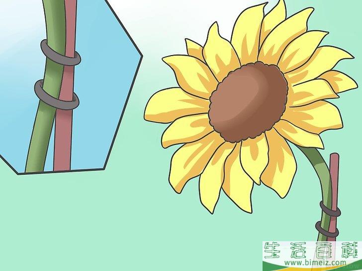 怎么种植向日葵种子