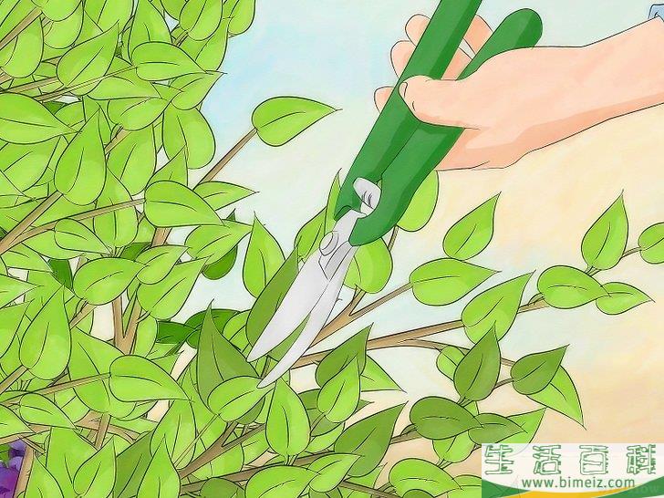 怎么消灭介壳虫