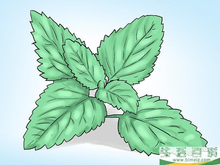 怎么在花盆里种植薄荷