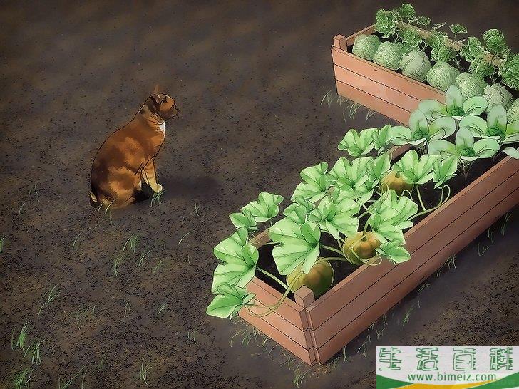 怎么让动物远离你的菜园