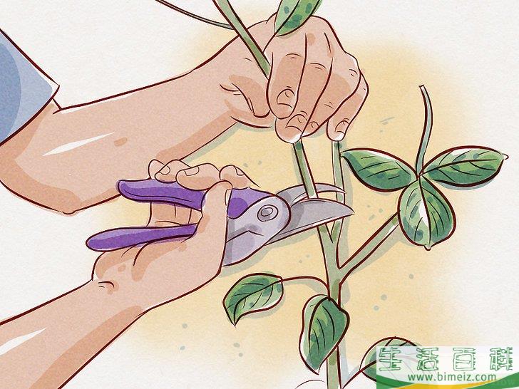 怎么给锦带花修枝