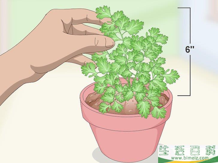 怎么修剪香菜