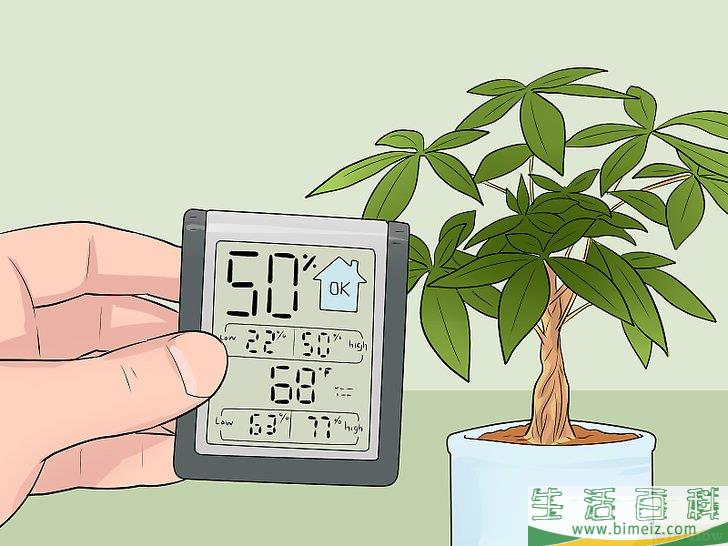 怎么照料招财树