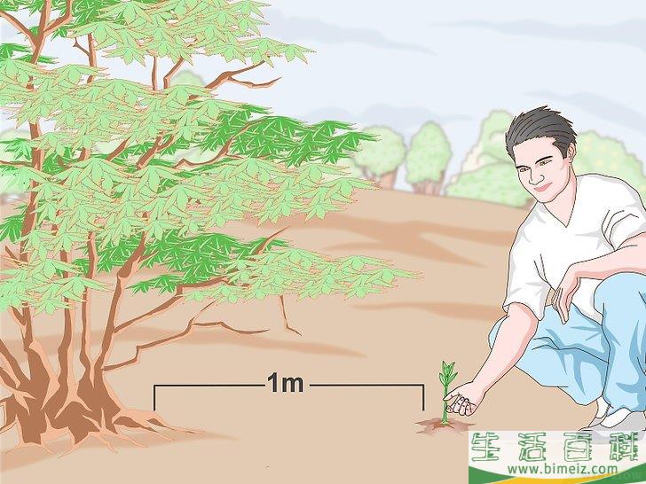 怎么种植檀香树