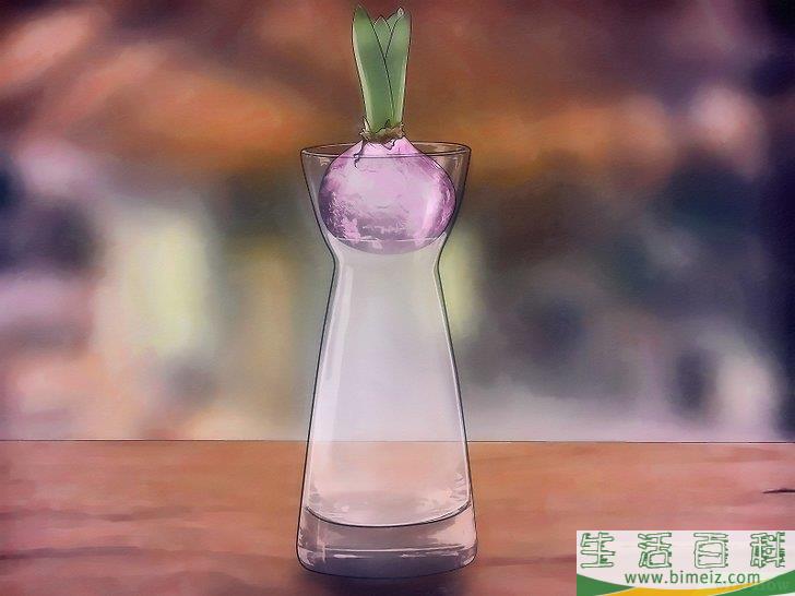 怎么水培风信子