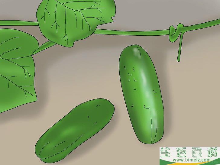 怎么盆栽黄瓜