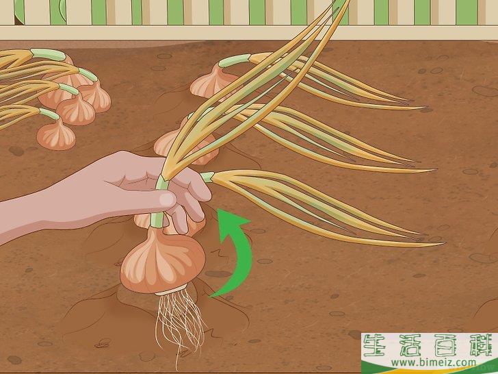 怎么种植发芽的洋葱