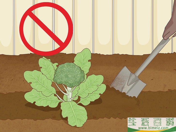 怎么种植西兰花