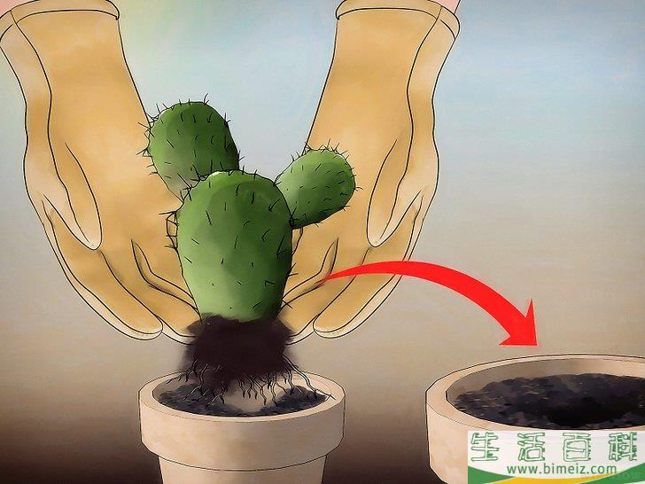 怎么挽救干枯的仙人掌