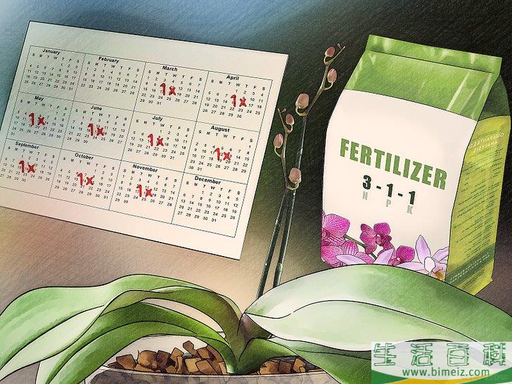 怎么让兰花开花