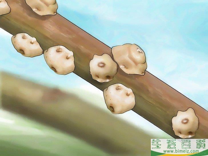 怎么消灭介壳虫