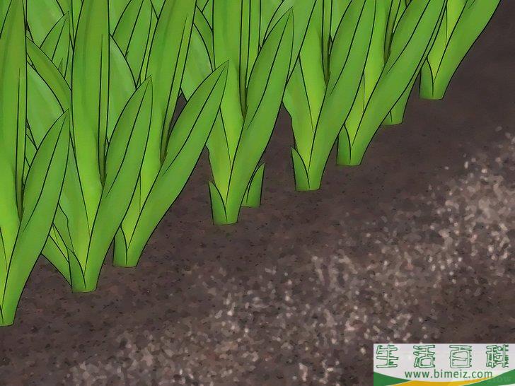 怎么用无农害的方法让兔子远离你的花园