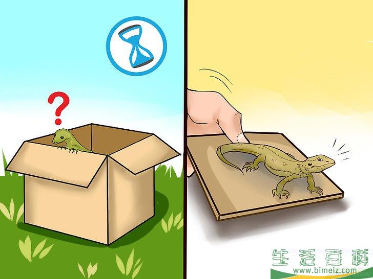 怎么抓住屋内的蜥蜴