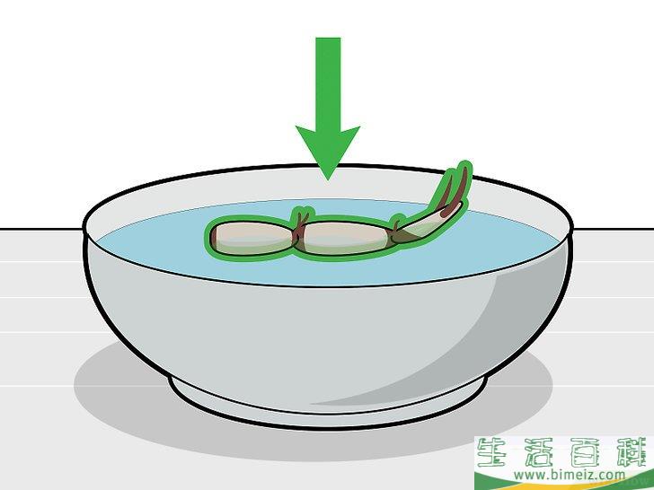 怎么种植莲花