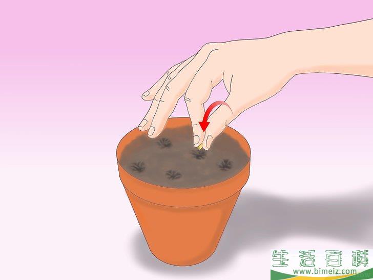 怎么从种子开始种植柠檬