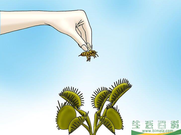 怎么种植捕蝇草