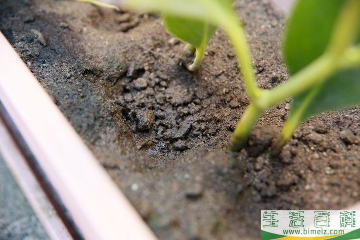 怎么挽救浇了太多水的植物