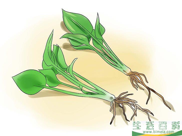 怎么照料玉簪花