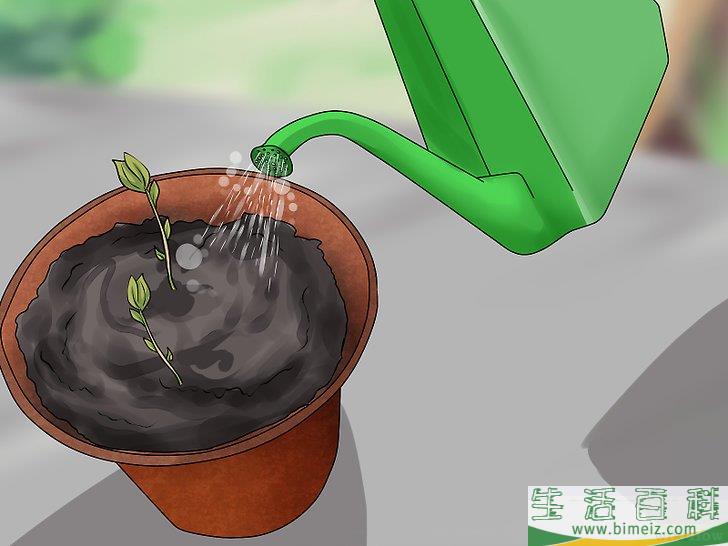 怎么播种苹果