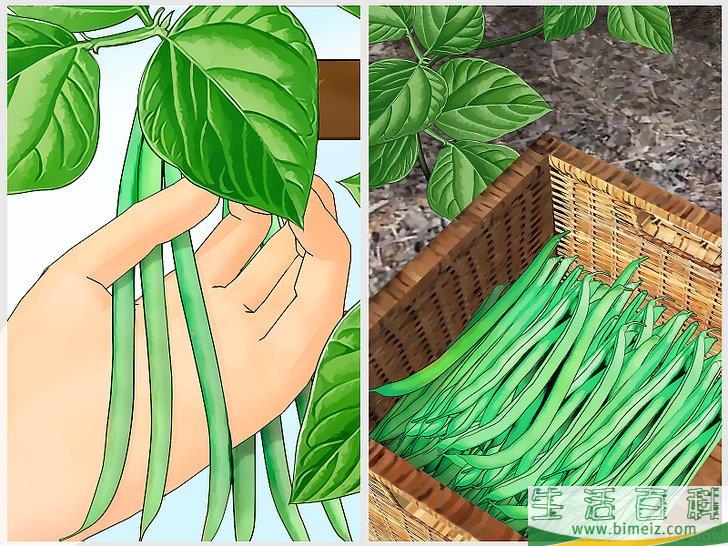 怎么种植豆类和豌豆