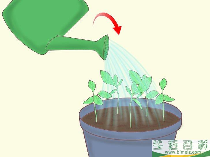怎么从种子开始种植柠檬