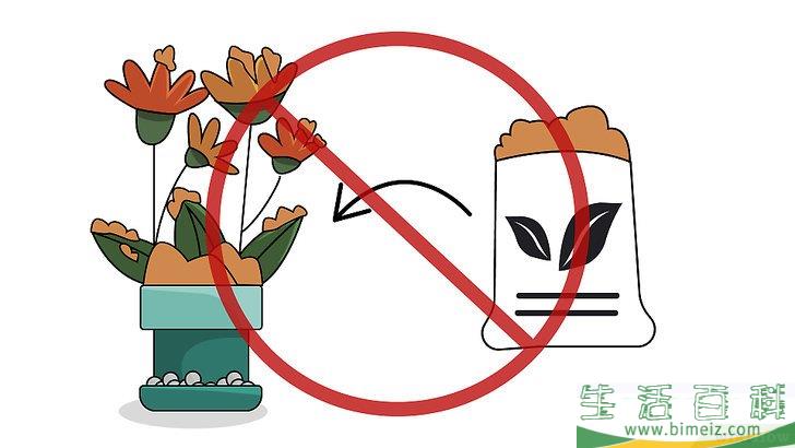 怎么种植室内盆栽