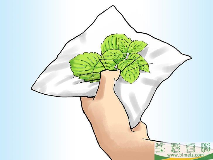 怎么在花盆里种植薄荷