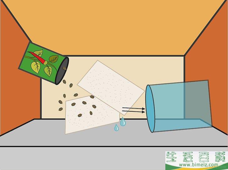 怎么用种子培植辣椒