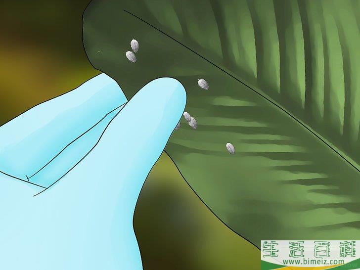 怎么消灭粉疥虫