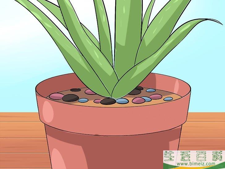 怎么培育芦荟
