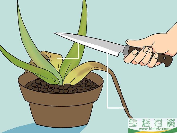 怎么让芦荟起死回生